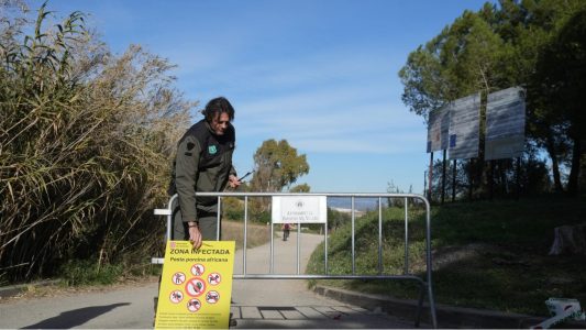 Cataluña notifica seis nuevos focos de PPA en la zona de alto riesgo. El total se eleva a 238 y se mantiene el perímetro de seguridad.