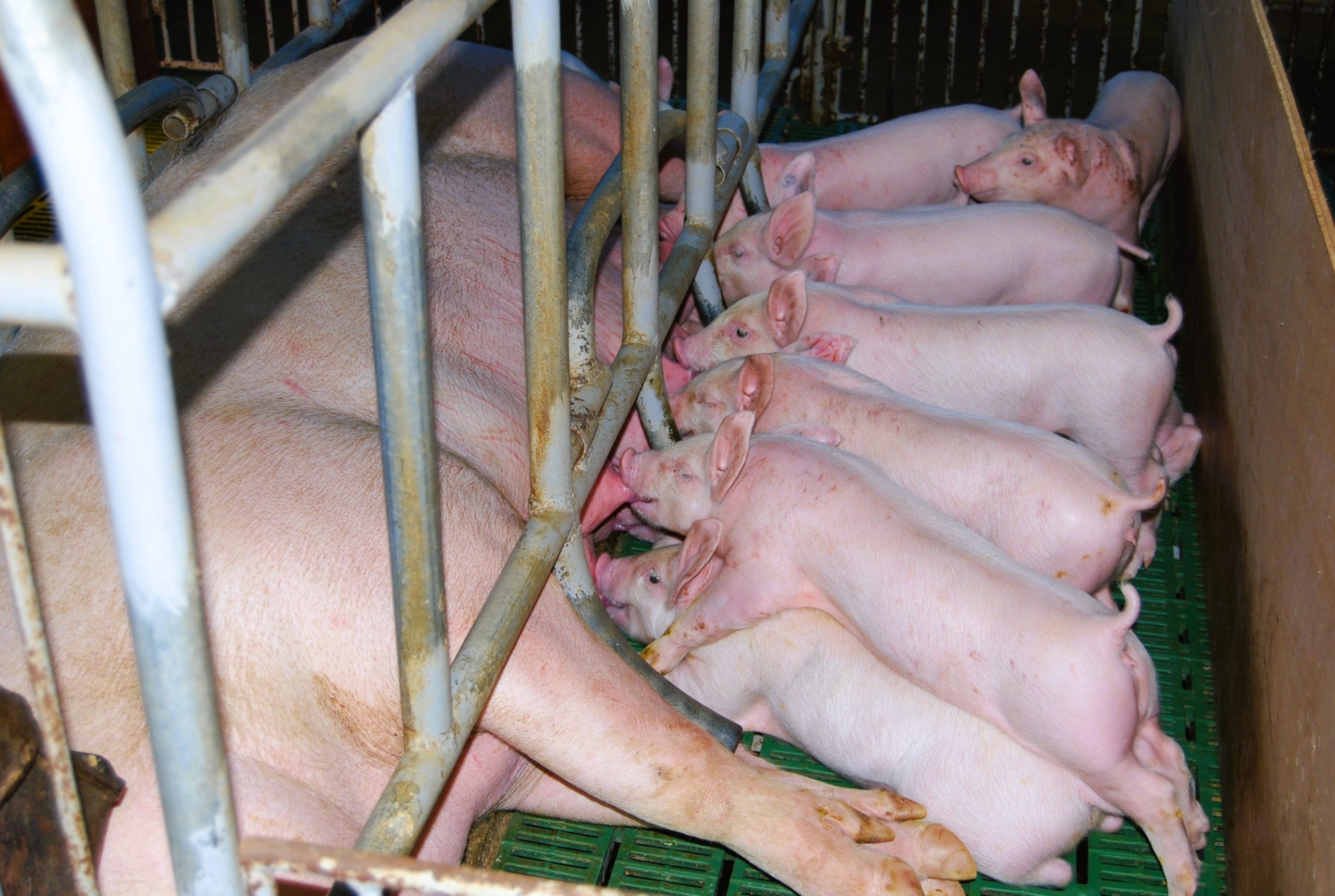 Organic selenium source boosts sow fertility and piglet health