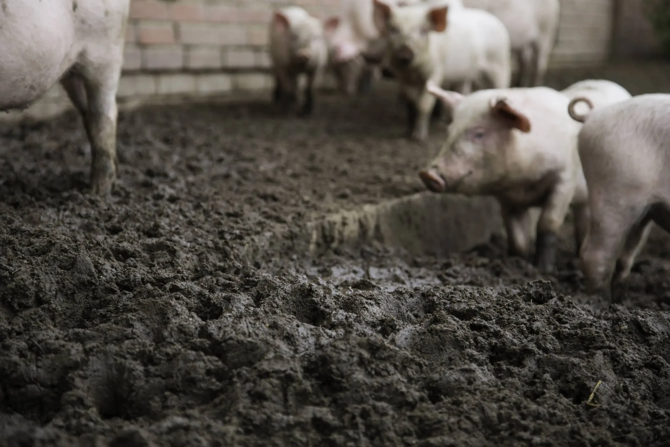 Swine manure can bolster soil health and microbes