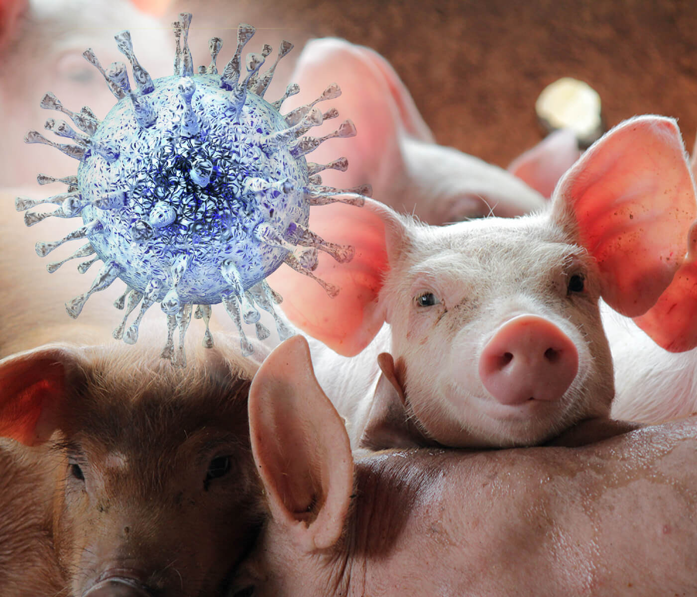 Desinfección estratégica frente a PRRS: el papel de los fumígenos en escenarios de riesgo