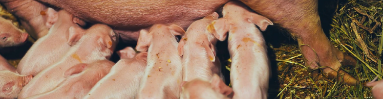 VIGOR NA LACTAÇÃO, SUCESSO NA LEITEGADA - Desbloqueando todo o potencial das matrizes de alta prolificidade