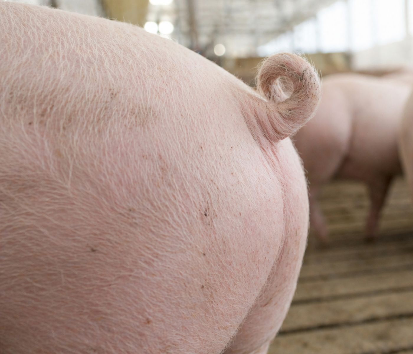 Factores predisponentes de caudofagia porcina