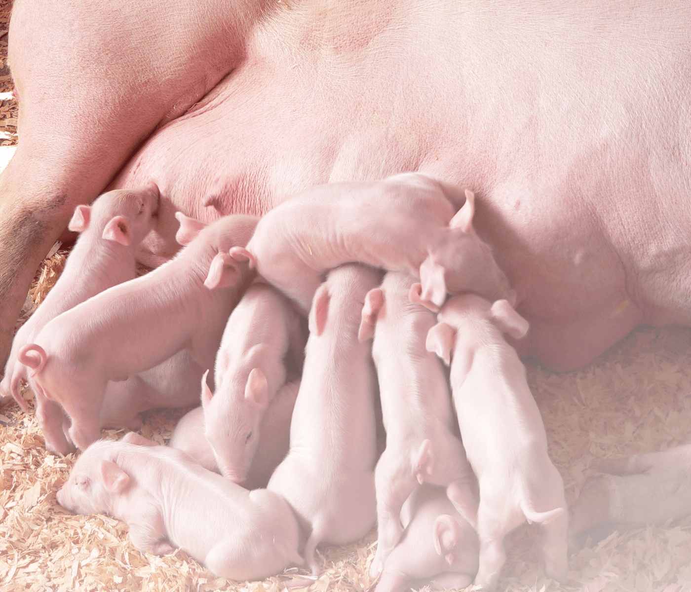 Manejo reprodutivo de matrizes hiperprolíficas: desafios e estratégias para a suinocultura moderna