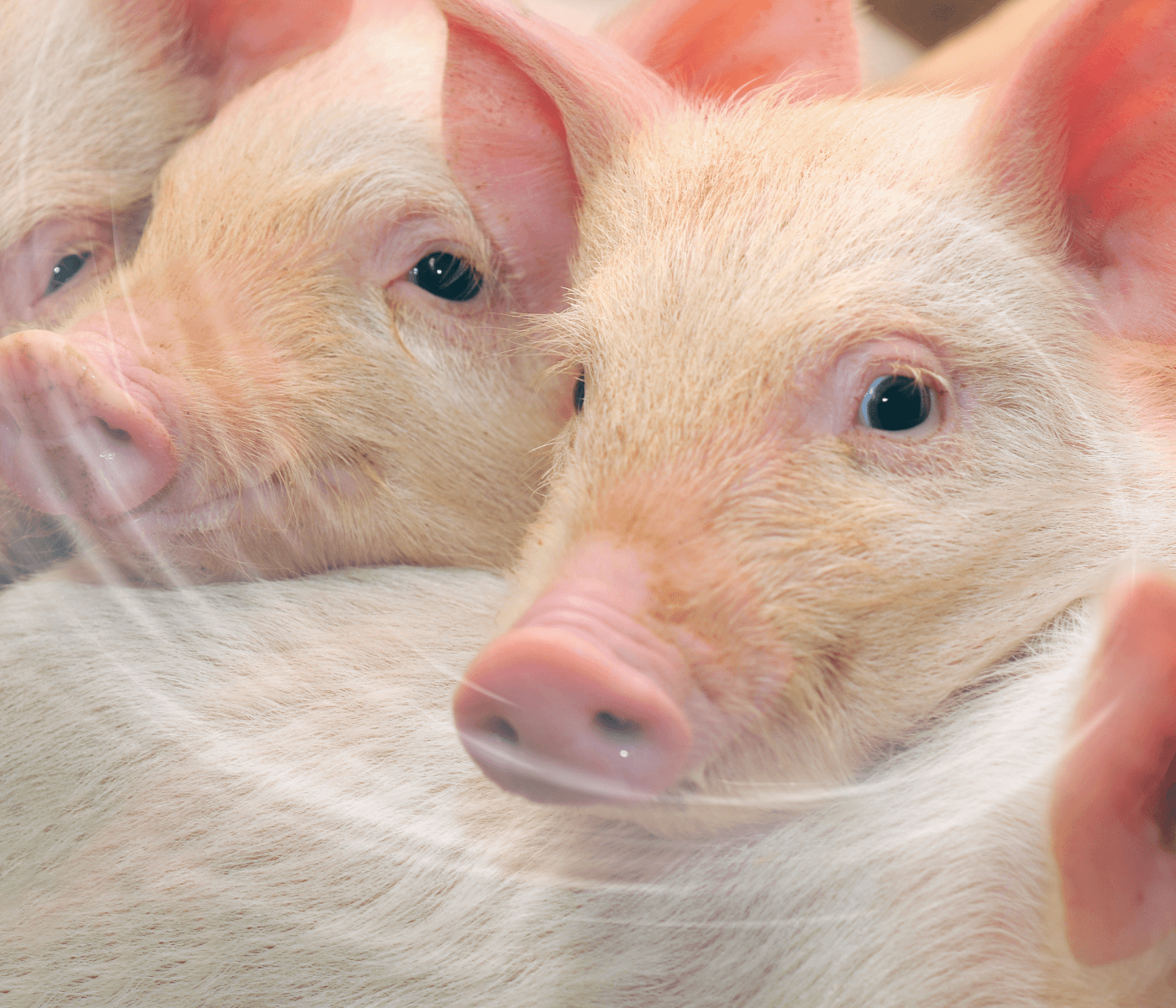 Avanços e estratégias nutricionais na suinocultura moderna: da eficiência produtiva à nutrição de precisão