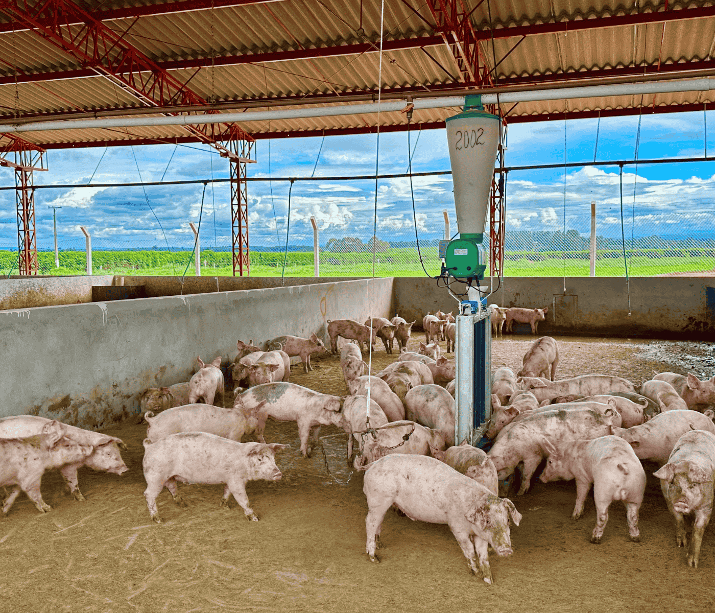 Granja mineira é a primeira do país a atender certificação de bem-estar animal de alto nível técnico na suinocultura