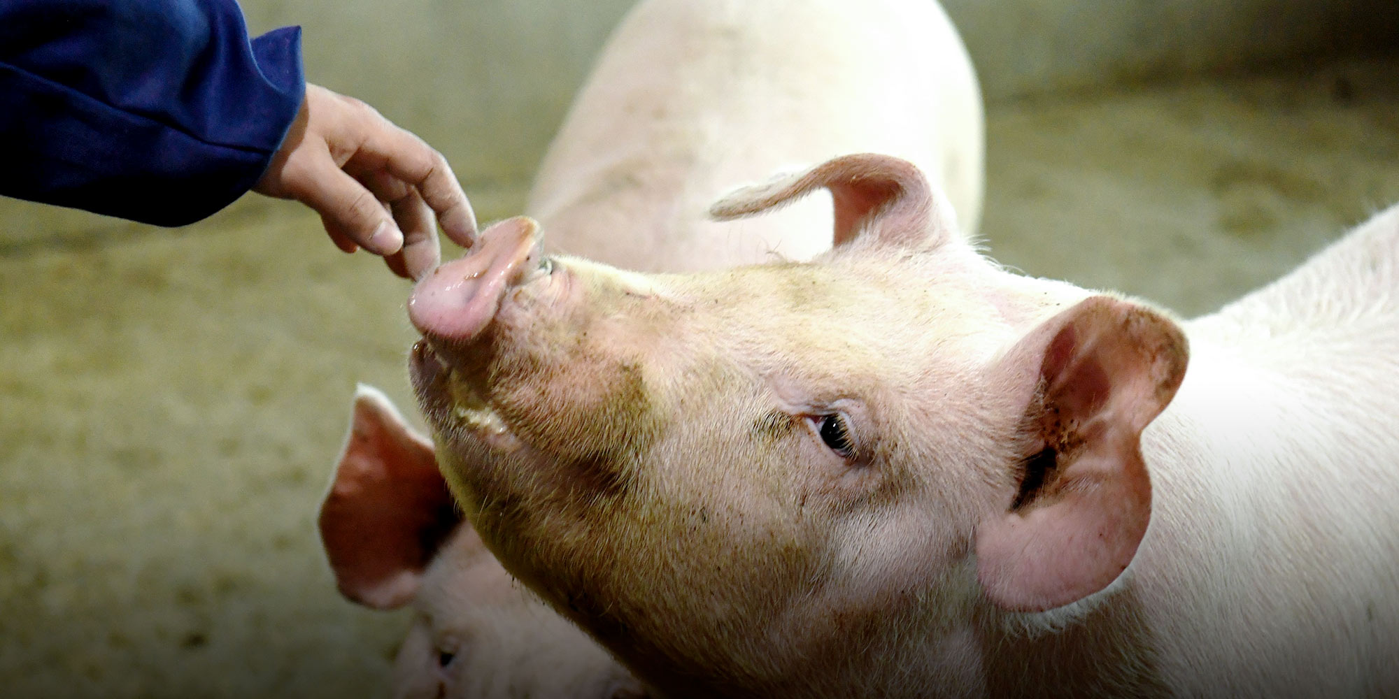 China, Central Asia struggling to contain FMD outbreak