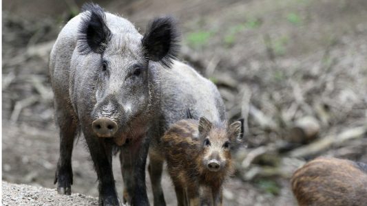 El Ministerio prepara una guía de bioseguridad basada en protocolos para granjas porcinas en España ante los riesgos de la PPA.