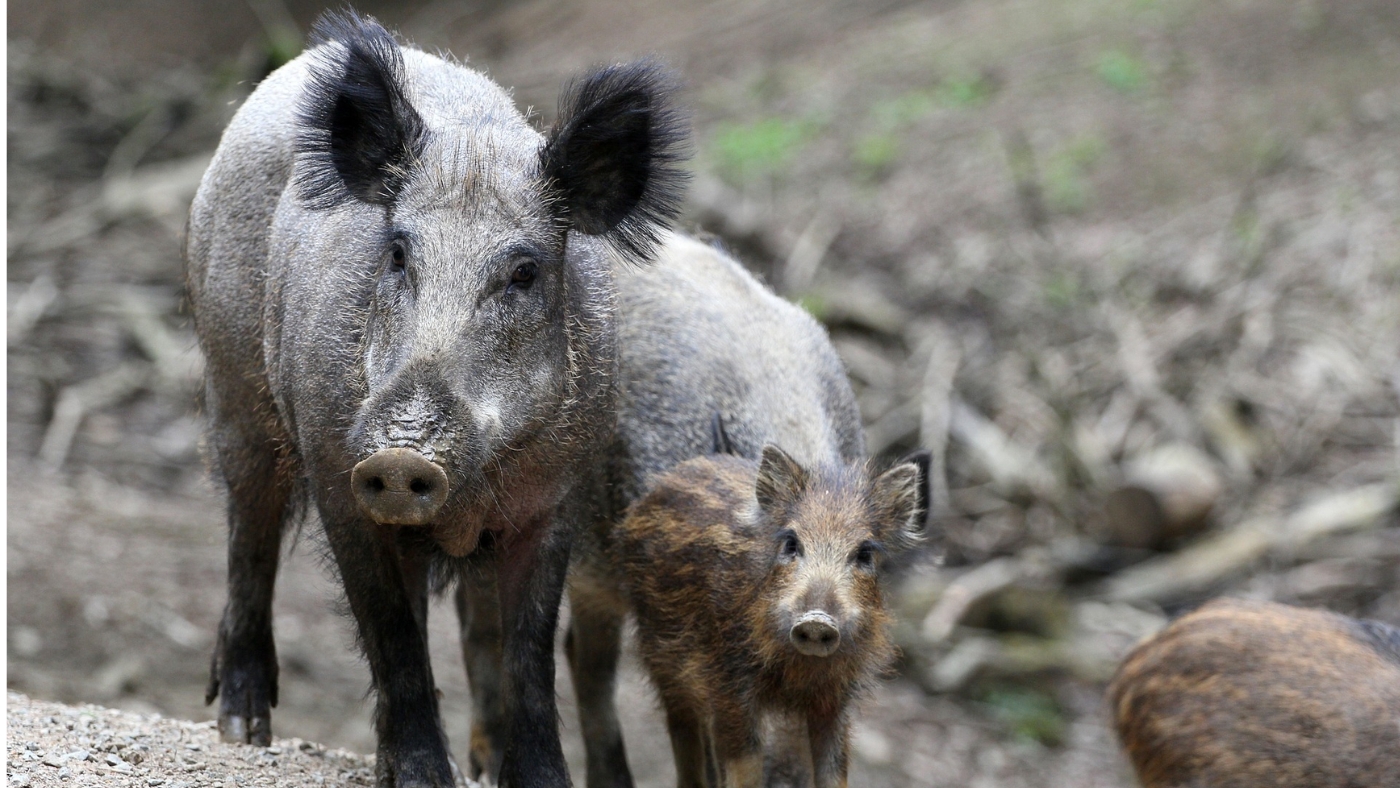 Detectan vías de riesgo de la PPA en granjas españolas para diseñar medidas de bioseguridad a medida