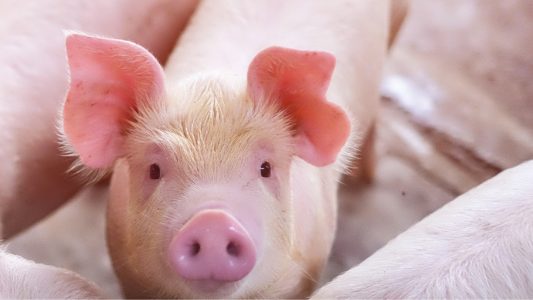 El BOE publica la Orden APA/364/2026 para ampliar normas de INTERPORC y reforzar el sector porcino ante la PPA en España.