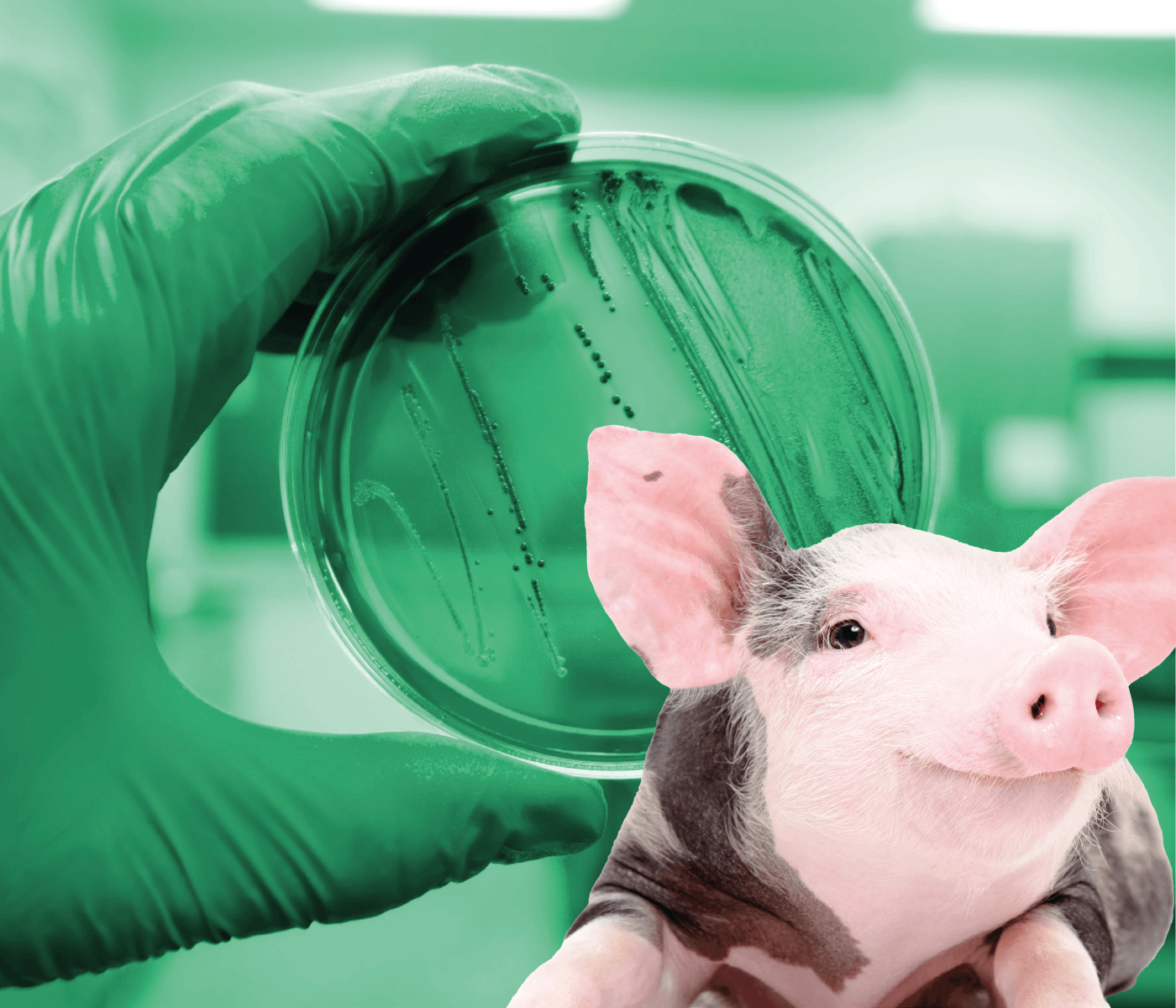 Resistencia genética al E. coli F18 en cerdos: un estudio revelador