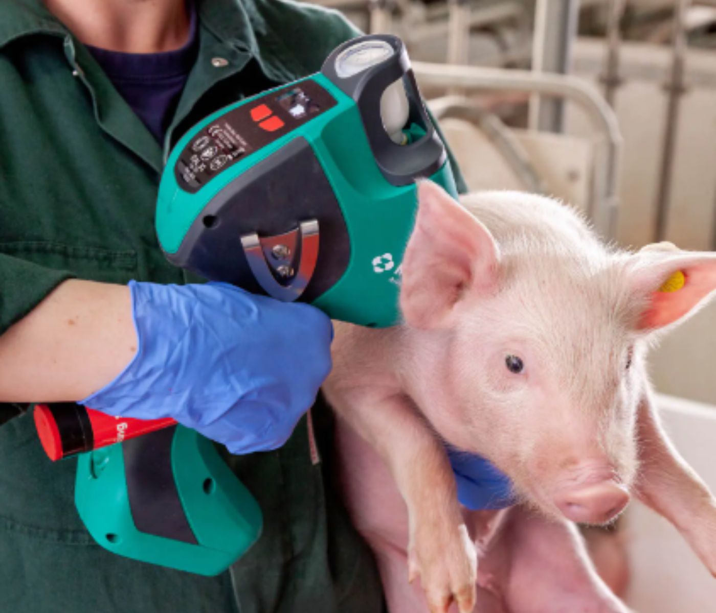 Vacunación intradérmica en porcinos: beneficios inmunológicos y aplicaciones en campo