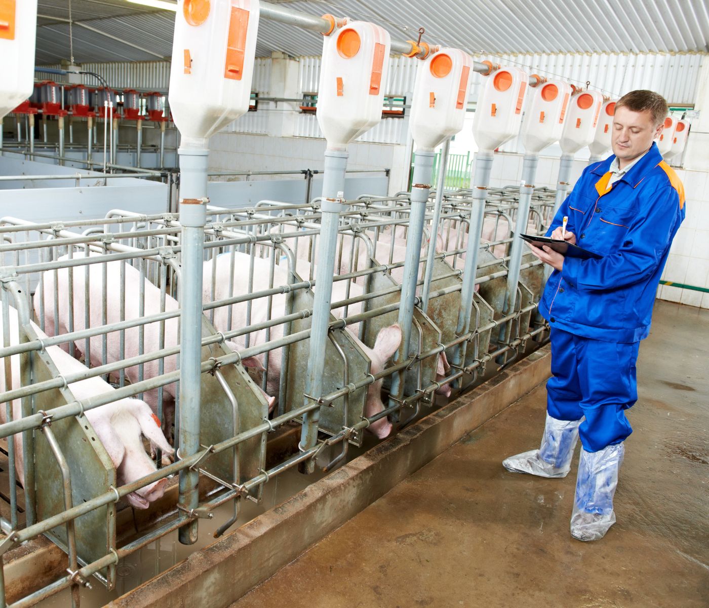 Capacitación en granjas porcinas: clave para la productividad