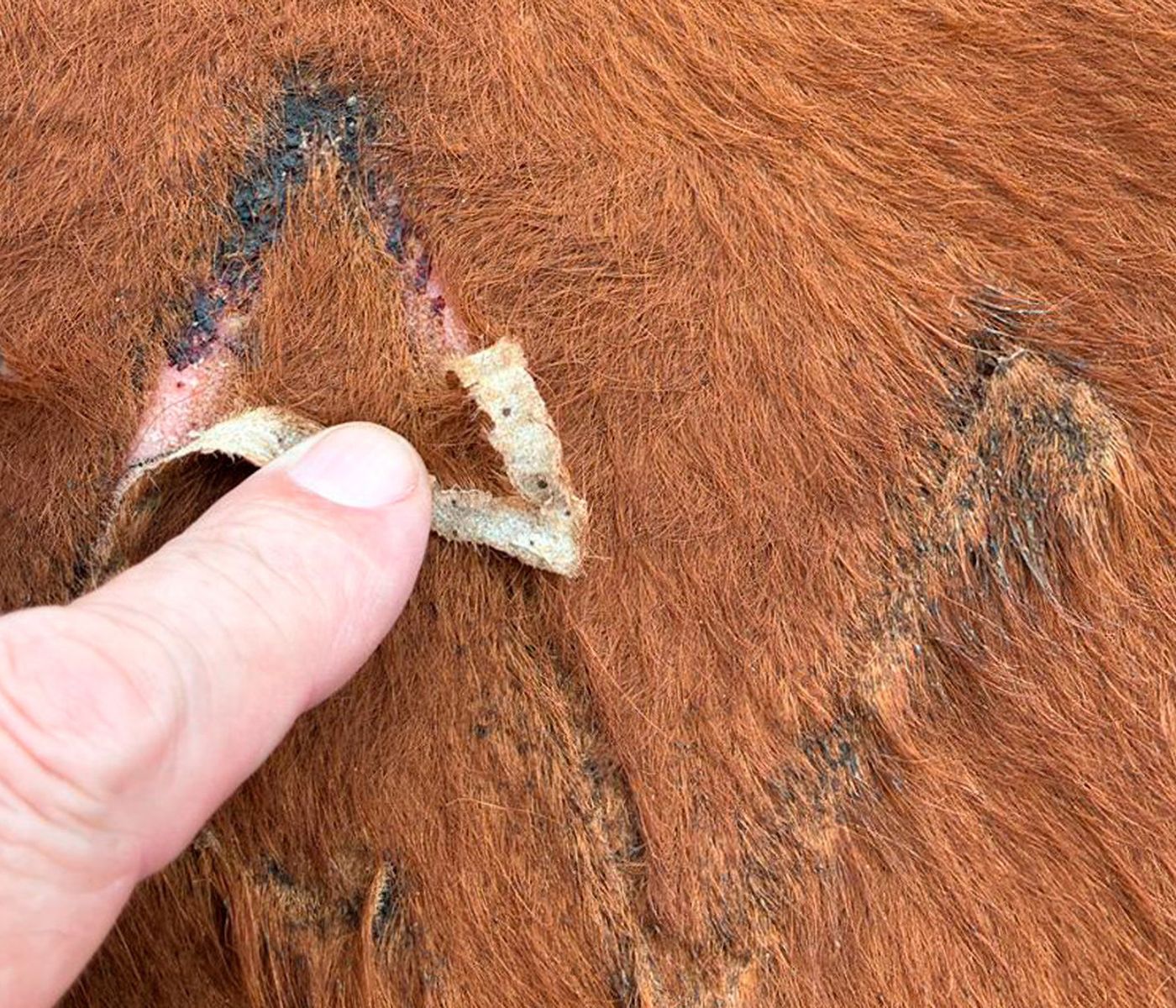 AGRICULTURA intensifica operativo contra el gusano barrenador en el noreste de México