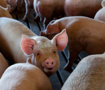 Mercado porcino global