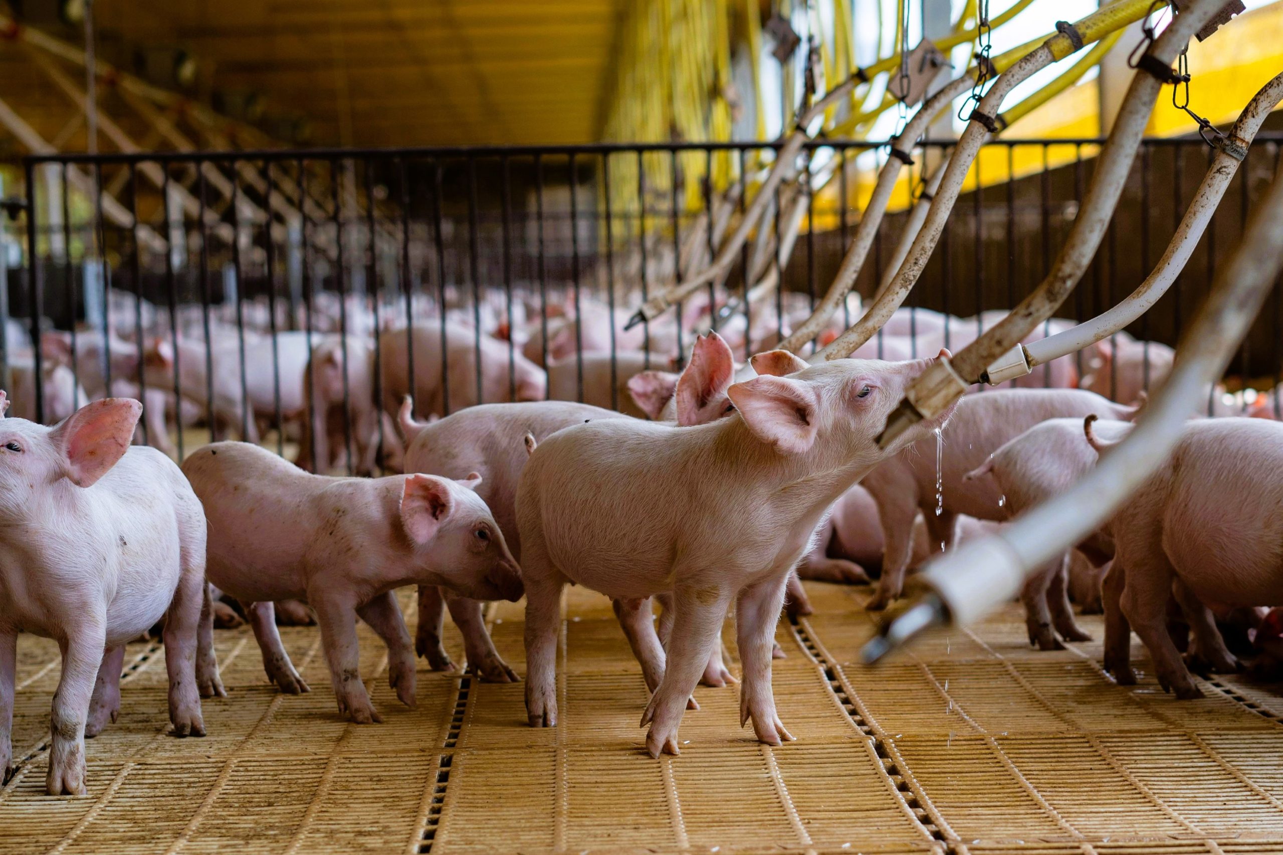 Taiwan regains ASF-free status, trade confidence returns