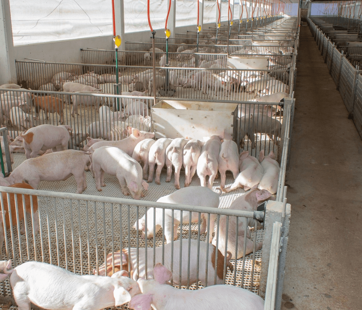 Grande Oeste de SC concentra 70% do abate de suínos em cadeia produtiva bilionária