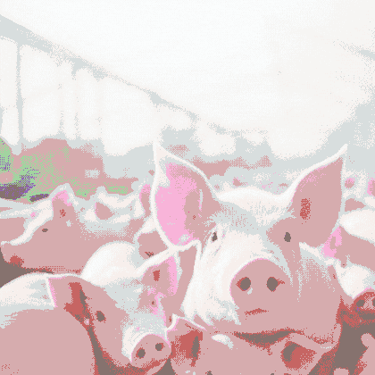 http://Swine%20Agri