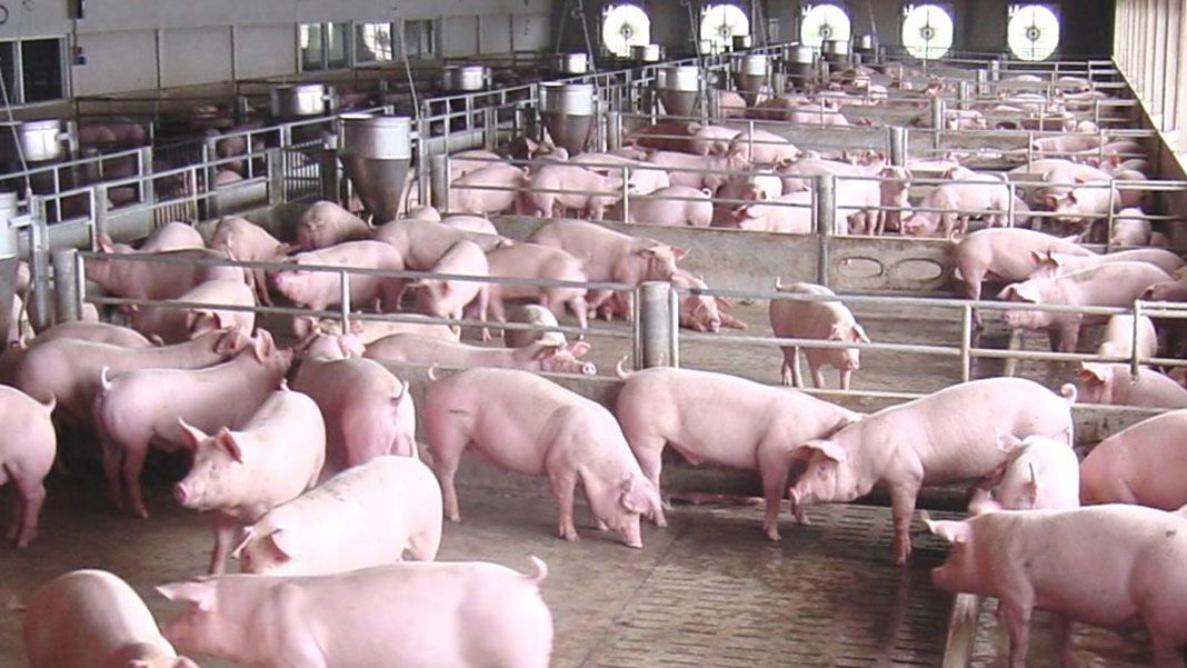 Charoen Pokphand Foods acquires Adept Group’s pig production assets