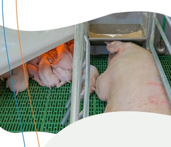 Maternidade suína exige controle de microclima para melhorar bem-estar, reduzir mortalidade e aumentar produtividade.