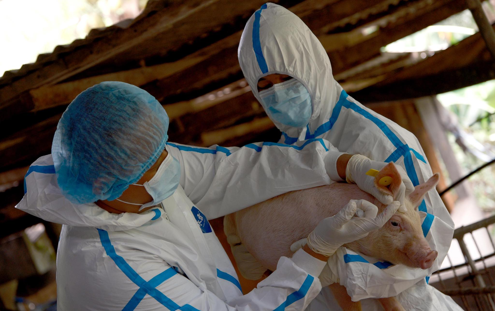 WOAH launches PREVENT Forum on animal disease prevention
