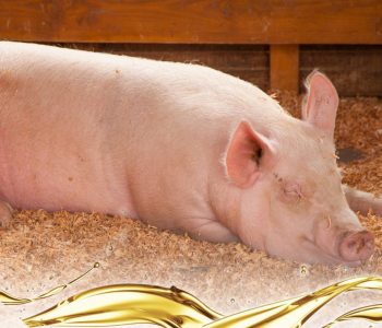 El ácido linoleico mejora la reproducción, la producción de leche y la eficiencia productiva en cerdas dentro de los sistemas modernos de alimentación.