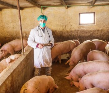 La certificación en bienestar animal fortalece la producción porcina, mejora la eficiencia y responde a las exigencias de consumidores.