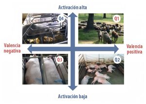 El bienestar animal positivo en cerdos avanza con indicadores fisiológicos y conductuales para evaluar estados emocionales.