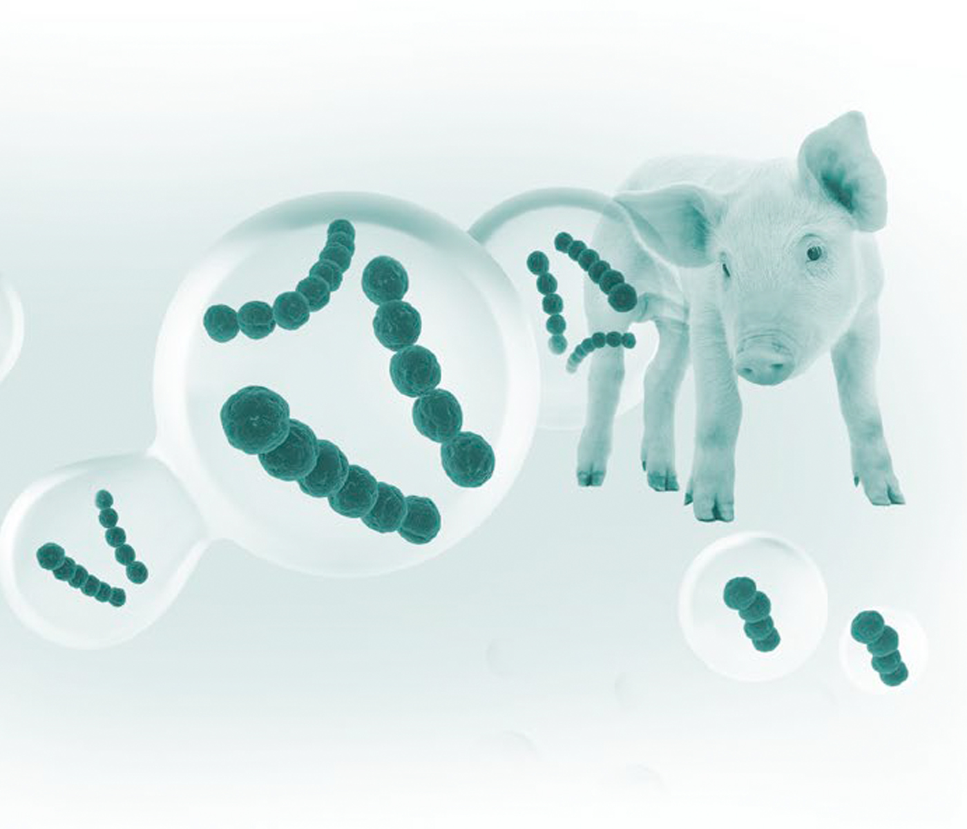 Formación de biofilms en Streptococcus suis: un elemento clave en su patogenicidad