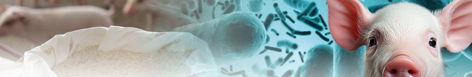 DISENTERIA SUÍNA: A COMPLEXIDADE POR TRÁS DE UM CONTROLE AINDA DESAFIADOR
