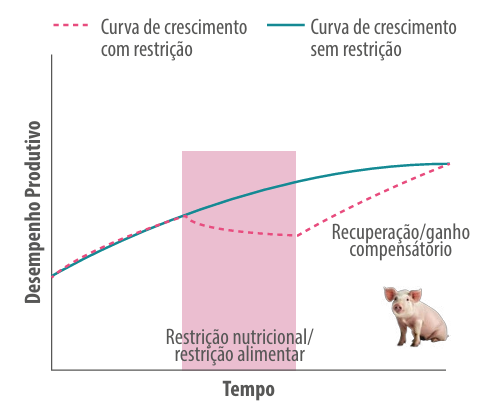 Figura 2: Conceito de ganho compensatório em suínos. Fonte: Autor