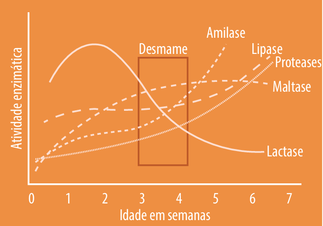 Figura 1 – Atividade das enzimas lactase, protease, amilase, lipase e maltase em função da idade dos leitões.Fonte: Bonagurio, 2024.