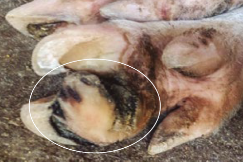 Figura 2: Crescimento e erosão da almofada plantar, severa.