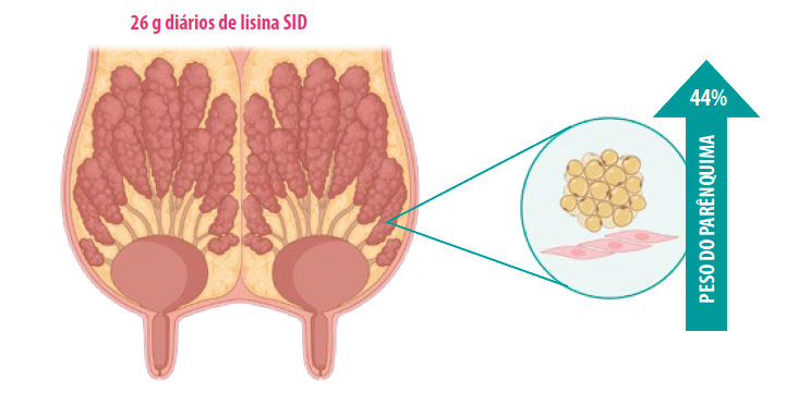 Figura 2. Aumento do peso do parênquima mamário associado àsuplementação com 26 g de lisina SID por dia em porcas primíparas entre os 90 e 110 dias de gestação (Criado com BioRender.com).