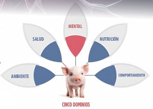 El bienestar animal positivo en cerdos avanza con indicadores fisiológicos y conductuales para evaluar estados emocionales.