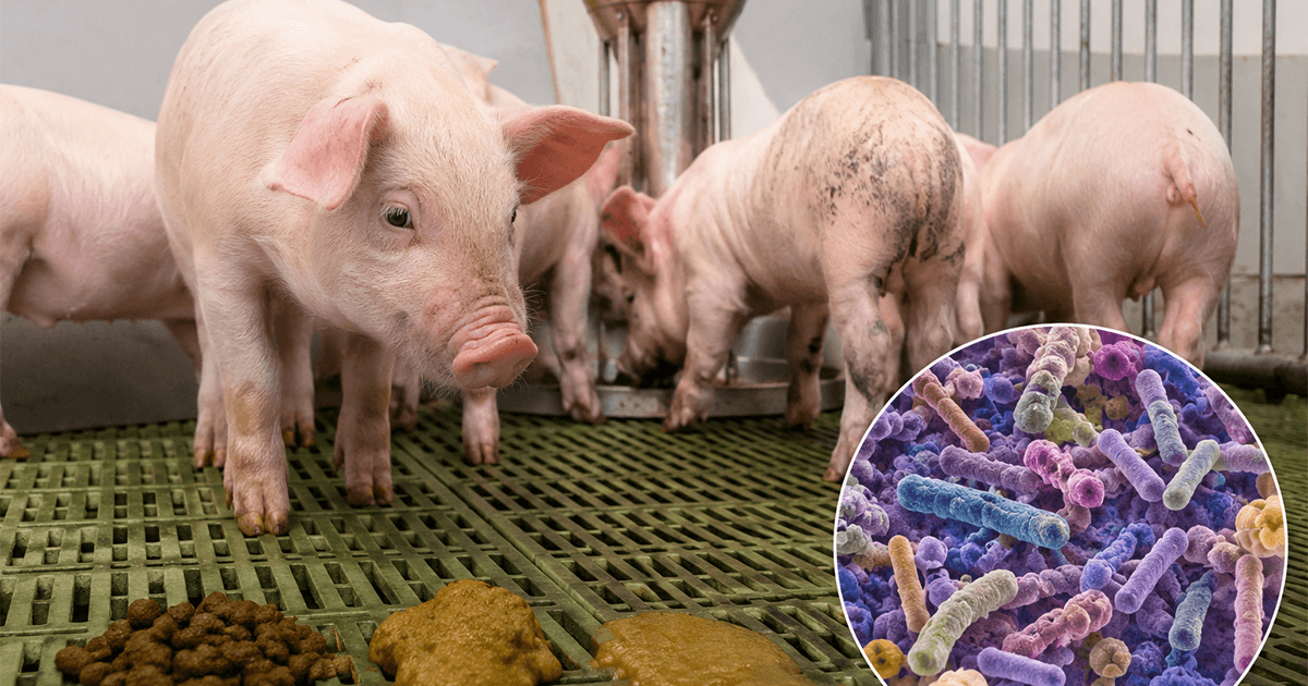 Lechon Color:green Color y consistencia fecal: microbiota del lechón destetado