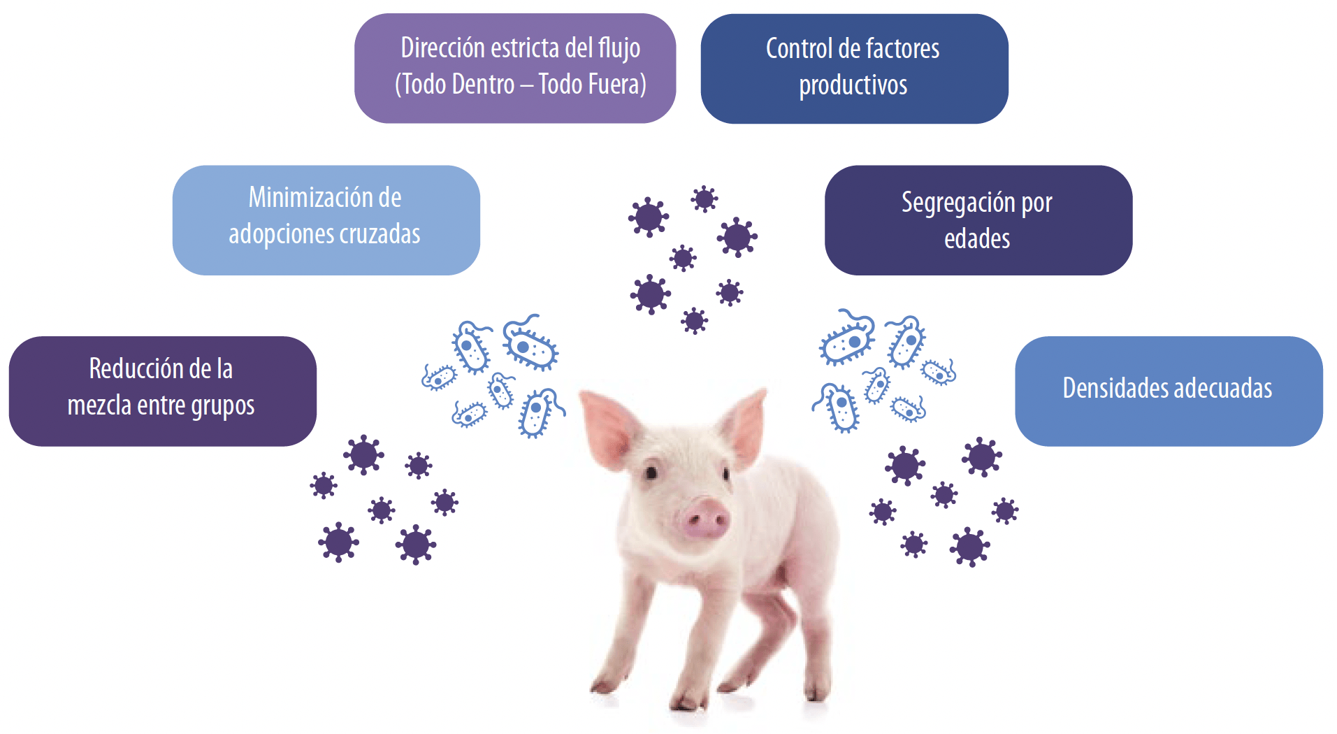 Componentes-integra-buena-salud-interna-respiratoria
