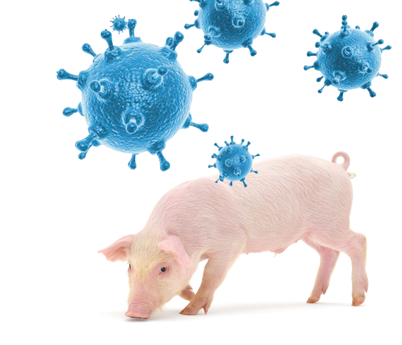 Claves a tener en cuenta para el control del virus de la gripe en granjas de porcino