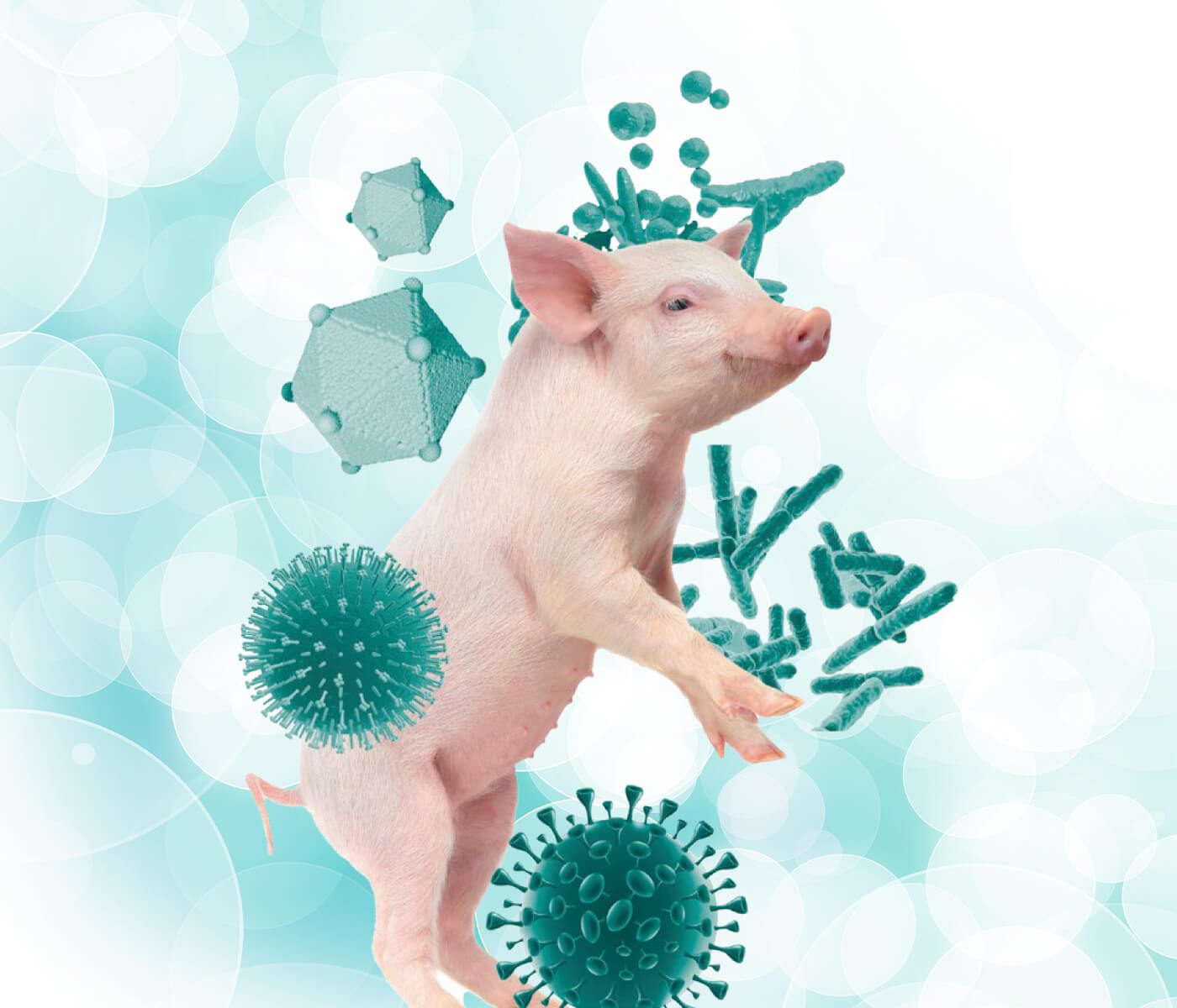 La cooperación microbiana detrás del Complejo Respiratorio Porcino