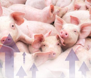 Descubre las 10 claves para alcanzar la excelencia en tu granja porcina: manejo, sanidad, alimentación y datos productivos.