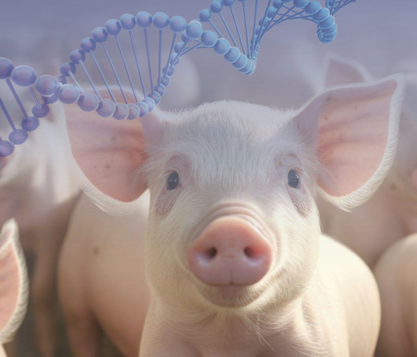 Comprensión del impacto de la tecnología de la edición genética en la mejora de la producción porcina