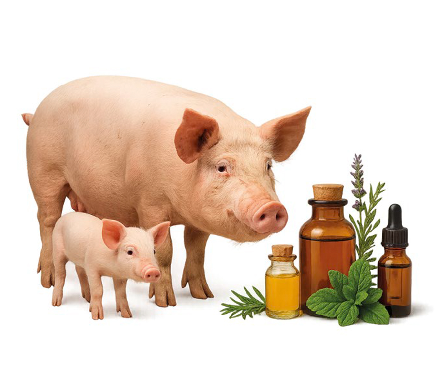 Potencial de los extractos fitogénicos en la salud reproductiva: una mirada molecular con foco en la especie porcina