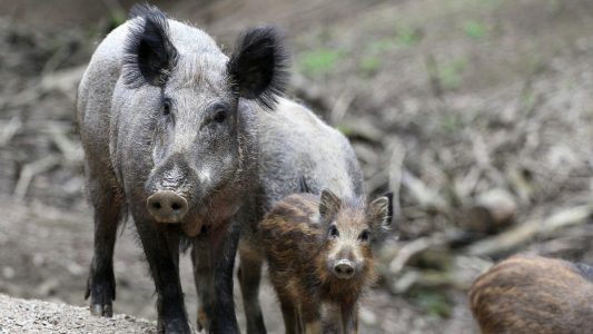 El Ministerio prepara una guía de bioseguridad basada en protocolos para granjas porcinas en España ante los riesgos de la PPA.