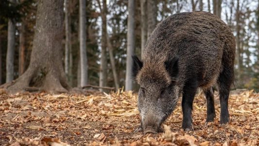El último informe sobre la PPA confirma un nuevo foco con 9 jabalíes infectados, lo que evidencia la expansión del virus en la zona.