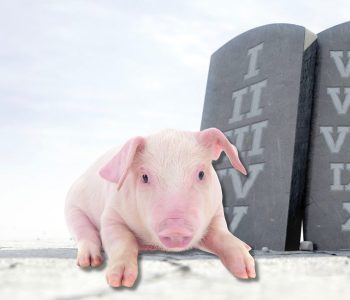 Estrategias de alimentación, vacunación y manejo para producir lechones de calidad y mejorar el desempeño productivo.
