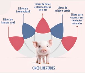 El bienestar animal positivo en cerdos avanza con indicadores fisiológicos y conductuales para evaluar estados emocionales.