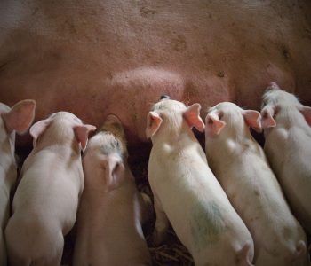 Un mayor aporte de lisina en gestación favorece el desarrollo mamario y la producción de leche en cerdas primerizas.