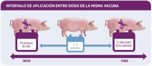 Estrategias de alimentación, vacunación y manejo para producir lechones de calidad y mejorar el desempeño productivo.