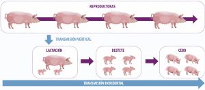 Estrategias de alimentación, vacunación y manejo para producir lechones de calidad y mejorar el desempeño productivo.