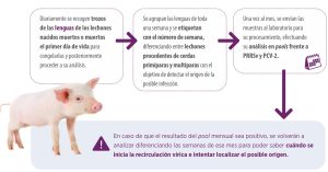 Estrategias de alimentación, vacunación y manejo para producir lechones de calidad y mejorar el desempeño productivo.