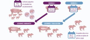 Estrategias de alimentación, vacunación y manejo para producir lechones de calidad y mejorar el desempeño productivo.